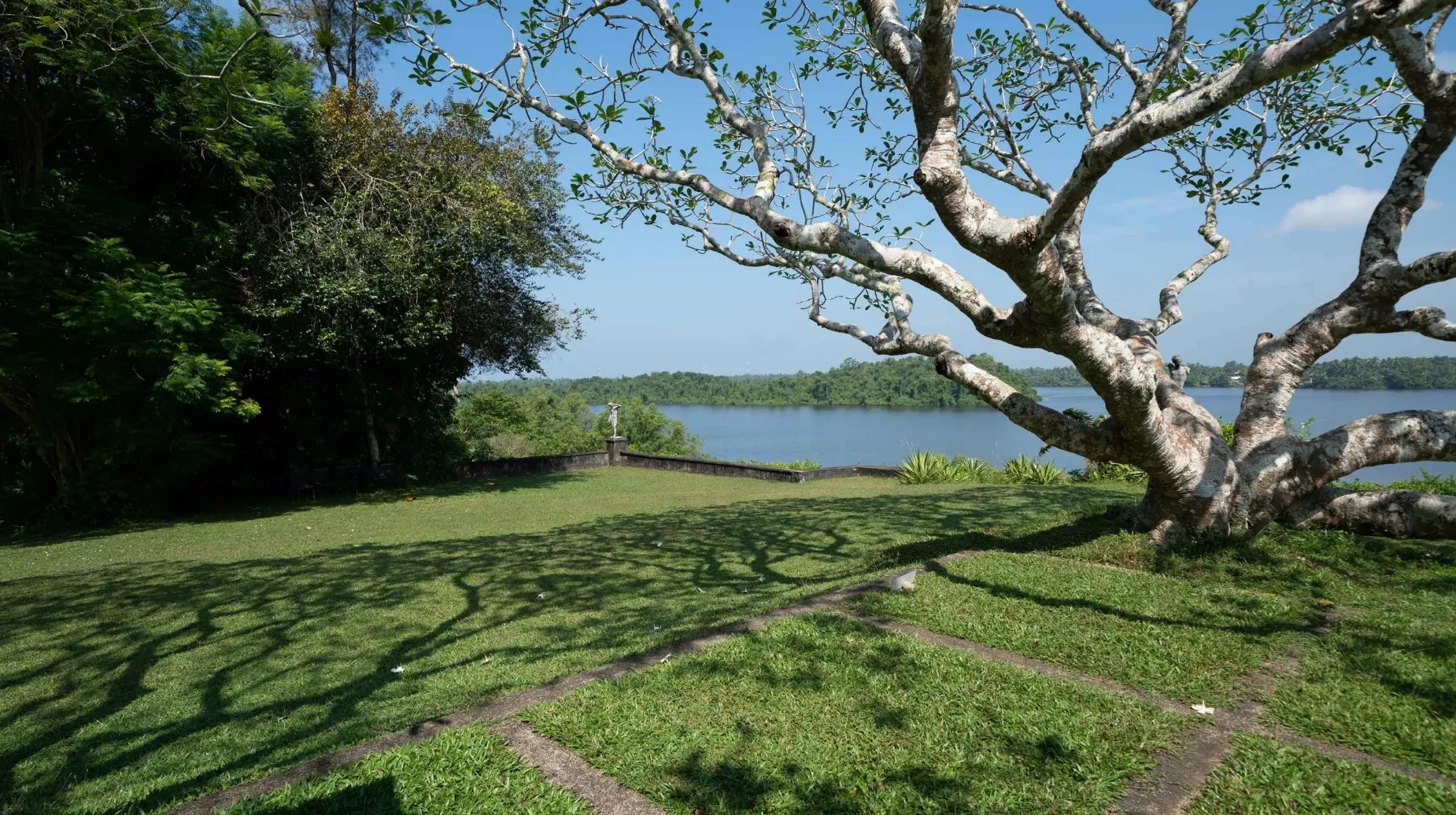 Paysage naturel du Sri Lanka avec arbre centenaire et lac tropical.