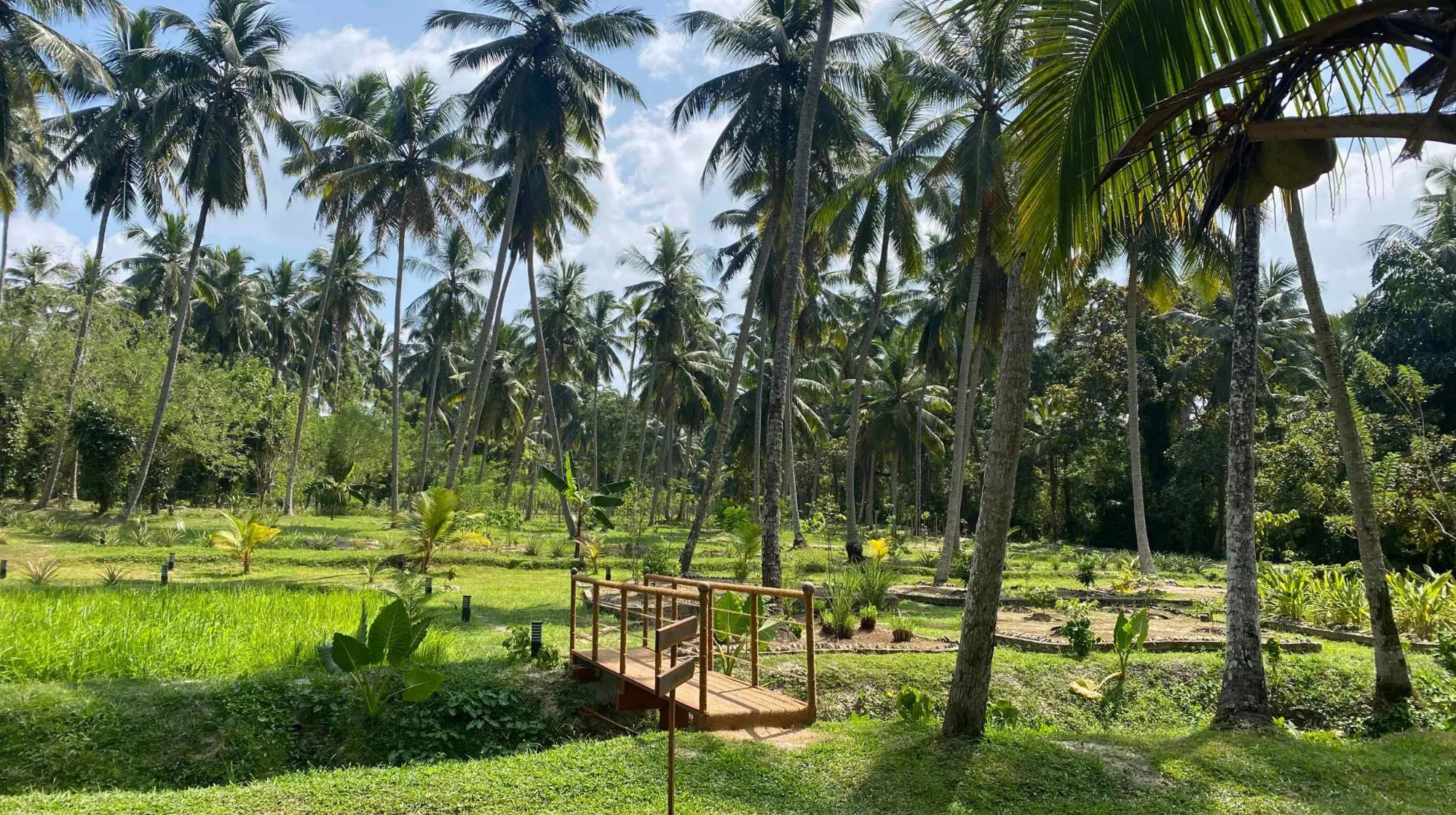 pont au milieu d un jardin d epices au sri lanka