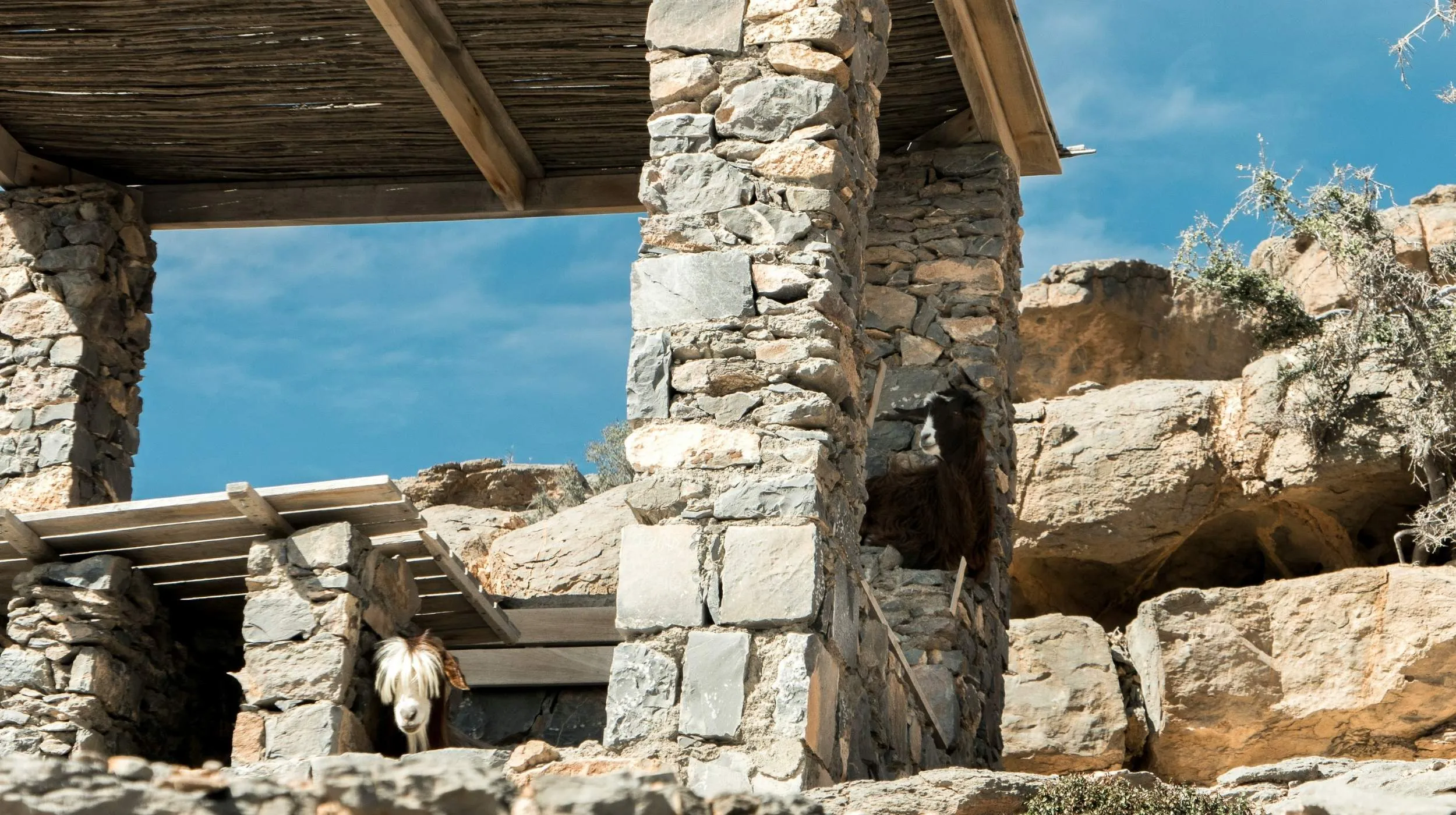 Maisons en pierre traditionnelles et chèvres de montagne au Jabal Shams, Oman – scène typique lors d’une randonnée dans le Grand Canyon d’Oman.