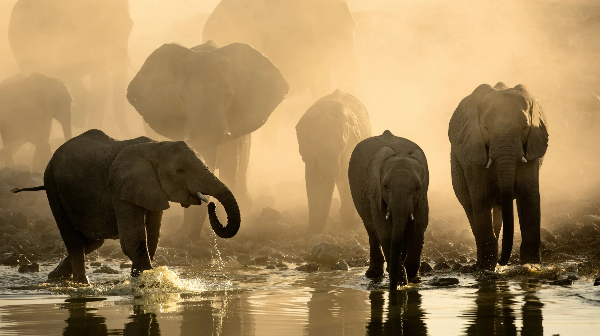 Éléphants majestueux se baignant dans une atmosphère envoûtante au cœur d'une savane sauvage.