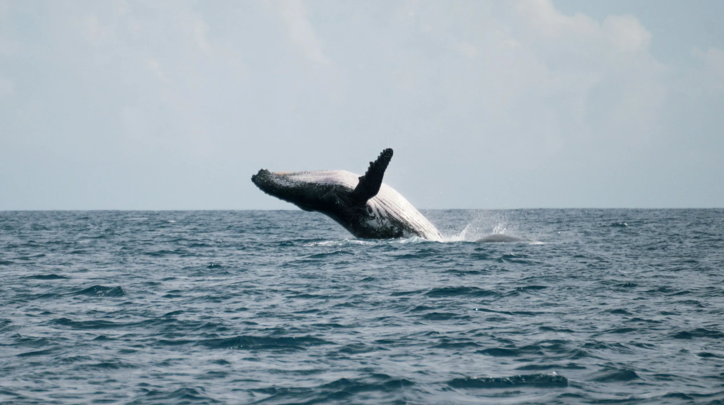 Baleine sortant de l'océan