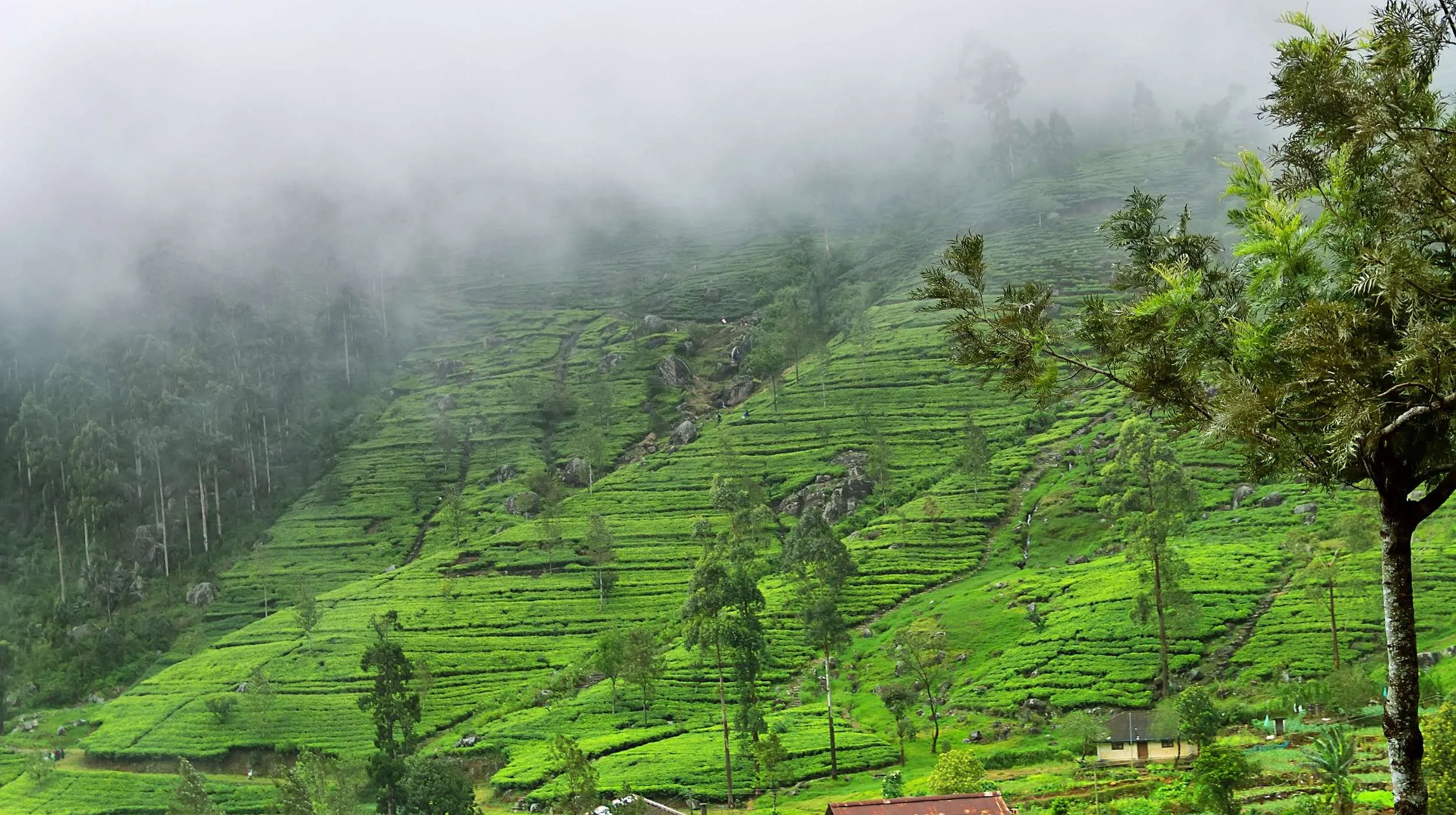"Plantations de thé verdoyantes dans les montagnes brumeuses du Sri Lanka, destination idéale pour la randonnée