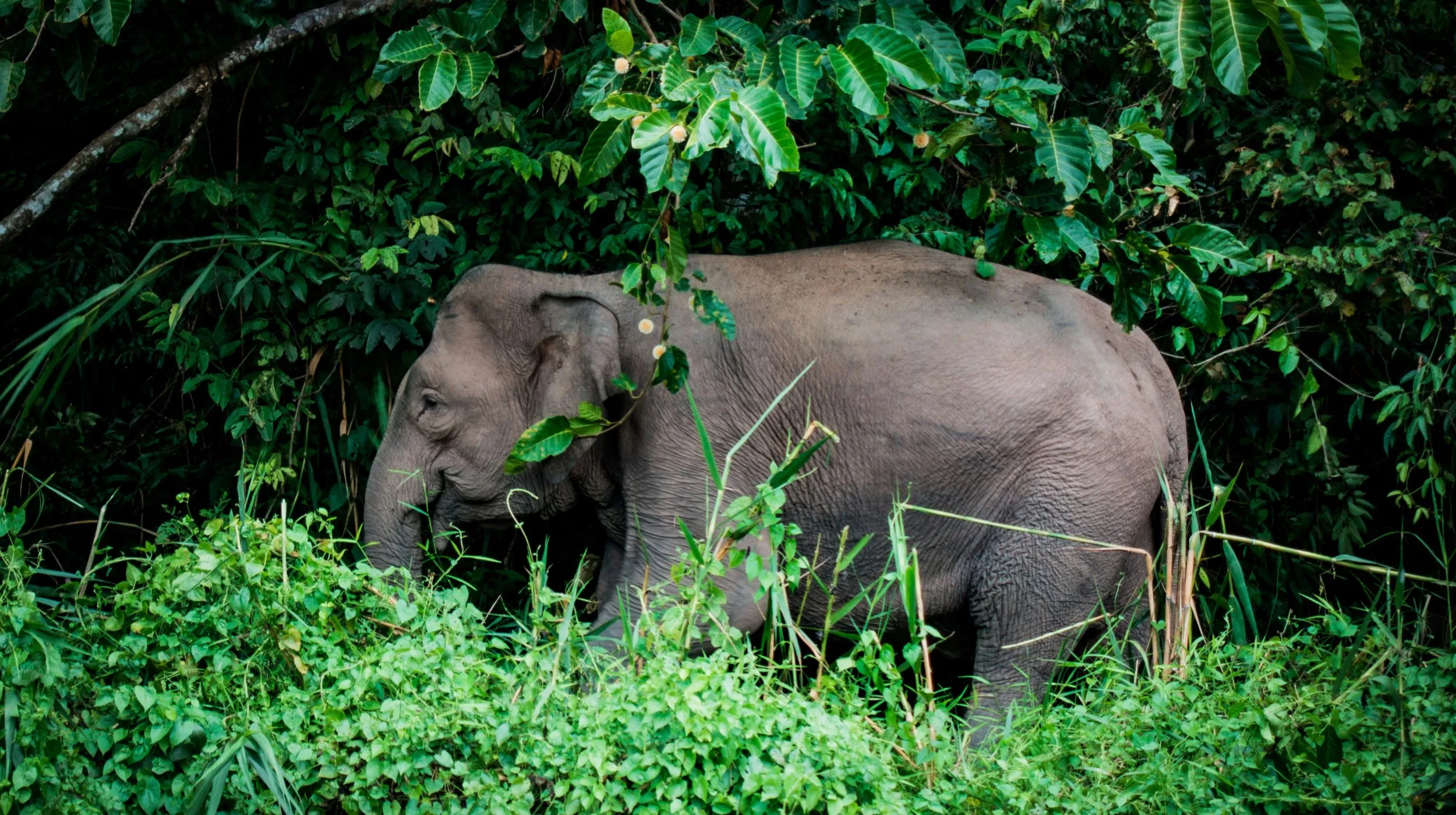 Éléphant d’Asie se déplaçant dans la jungle tropicale, partiellement caché par la végétation luxuriante, représentant la faune sauvage et la biodiversité asiatique.