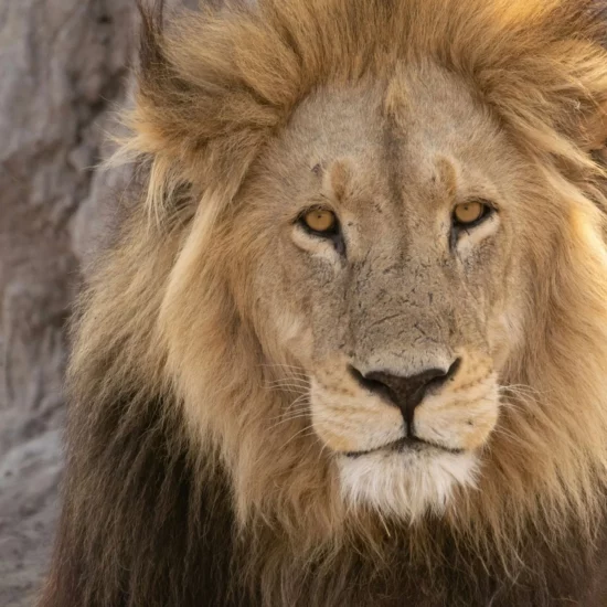 Lion majestueux, Afrique — un regard captivant qui invite à l'aventure au cœur de la savane sauvage.