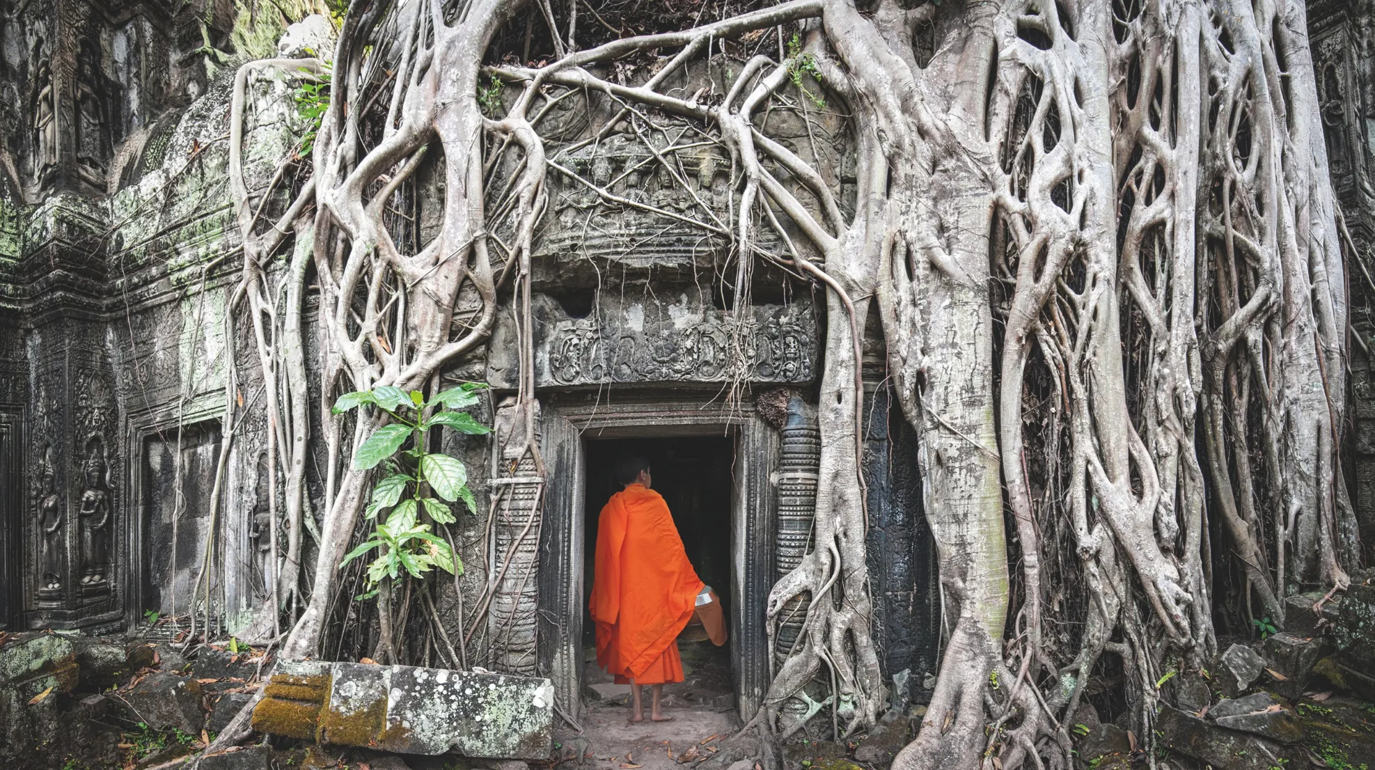 Angkor, Cambodge — un moine en orange s'avance vers un temple séculaire, où la nature et l'histoire s'entrelacent majestueusement.