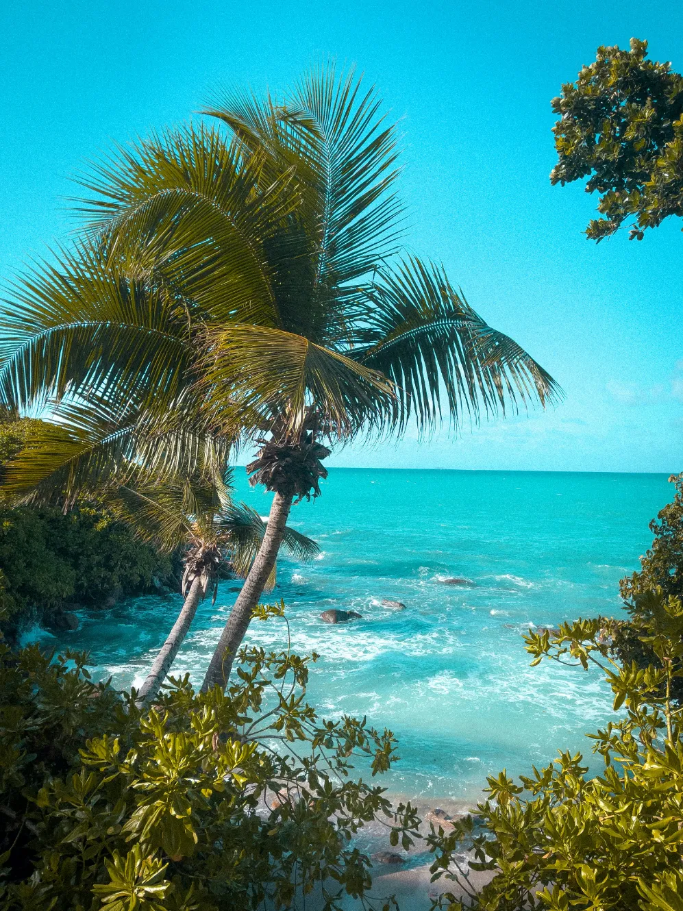 Plage Carana aux Seychelles, tranquille avec des palmiers, bordée par une mer turquoise sous un ciel ensoleillé.
