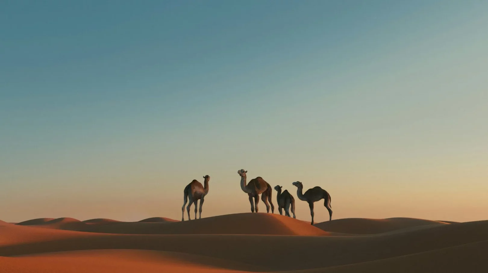 Dunes dorées — Un groupe de dromadaires se profile sous un ciel serein, offrant une scène paisible et envoûtante.