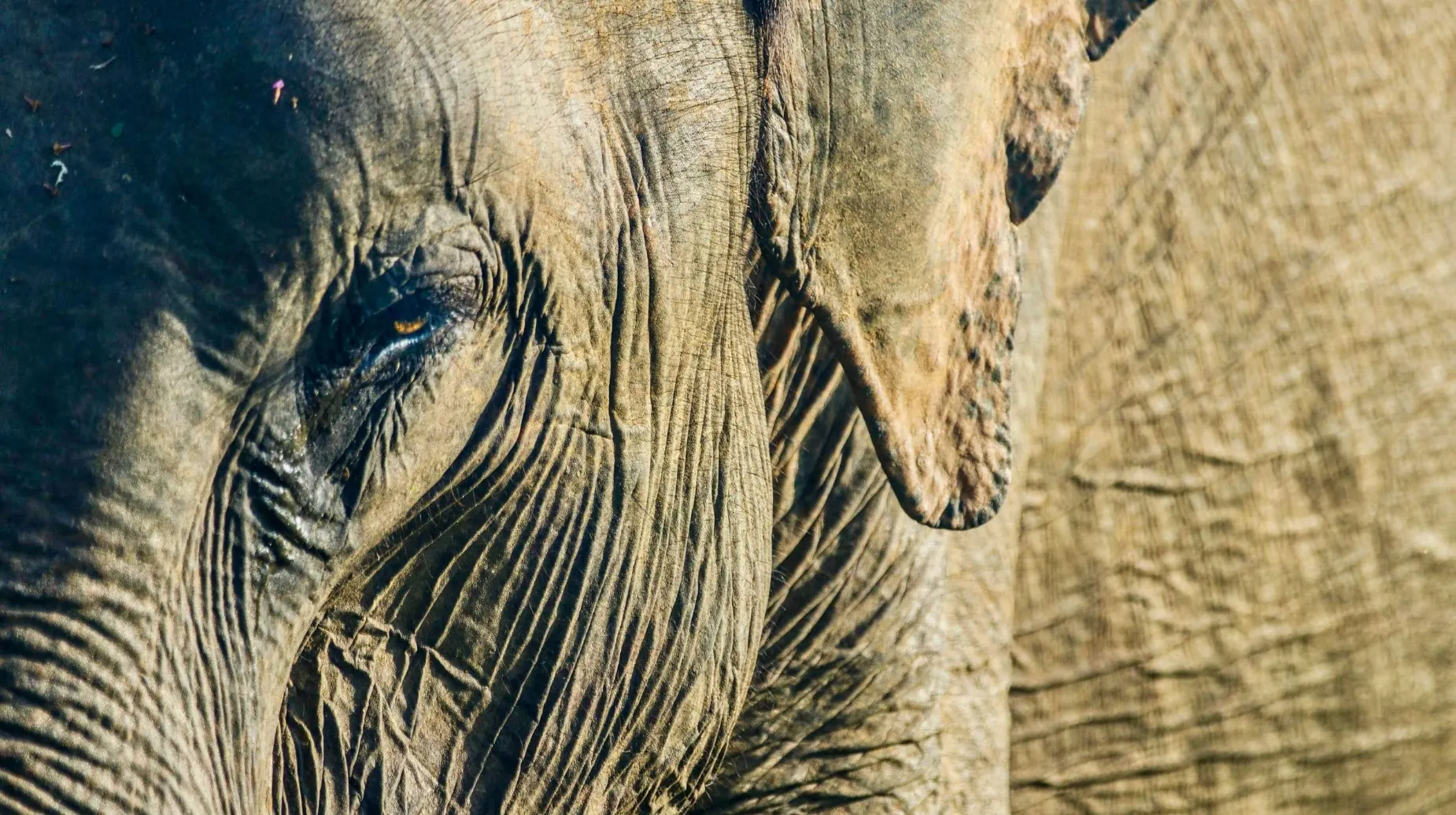 elephant sauvage au sri lanka