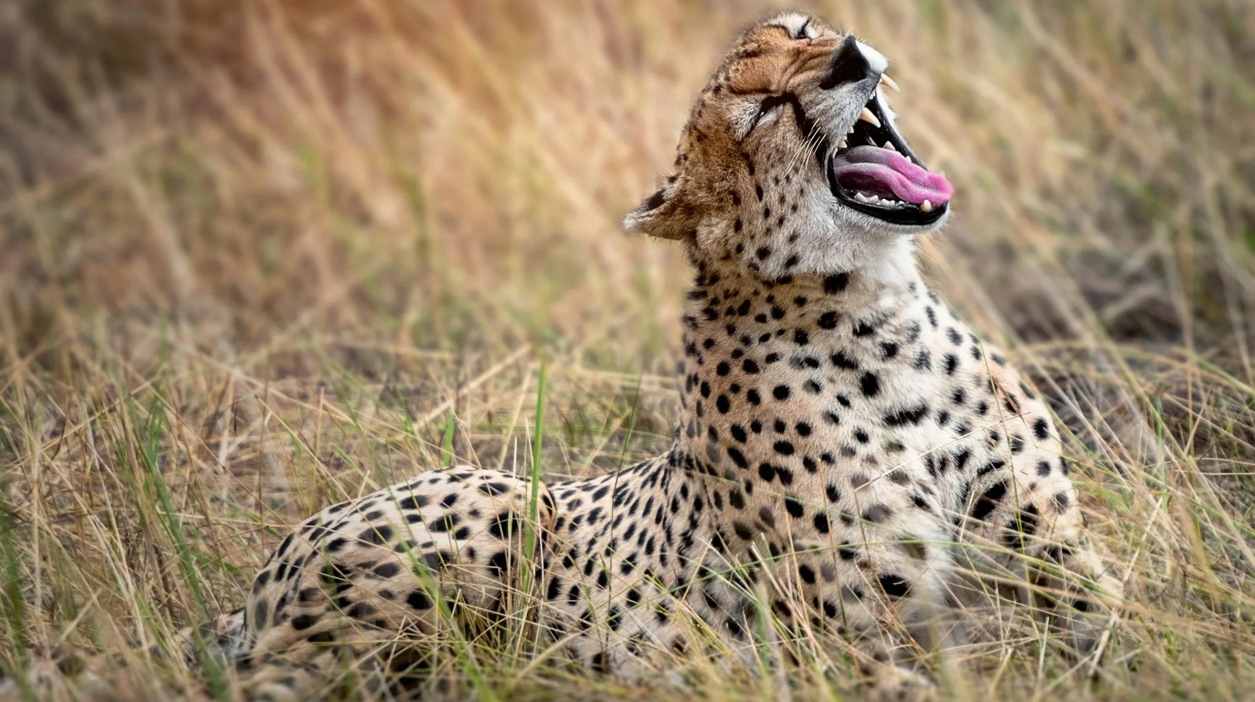 Guépard dans la savane — un moment apaisant au cœur de la nature sauvage.