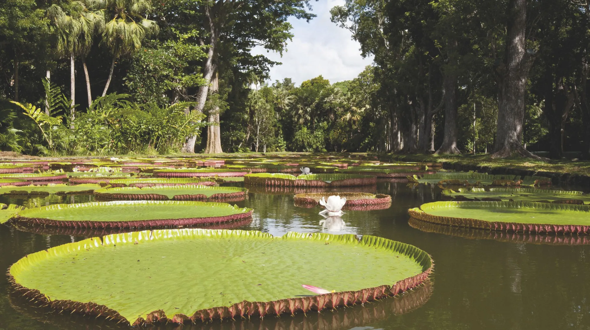 Lac paisible avec des nénuphars géants et une végétation luxuriante, créant une ambiance envoûtante.