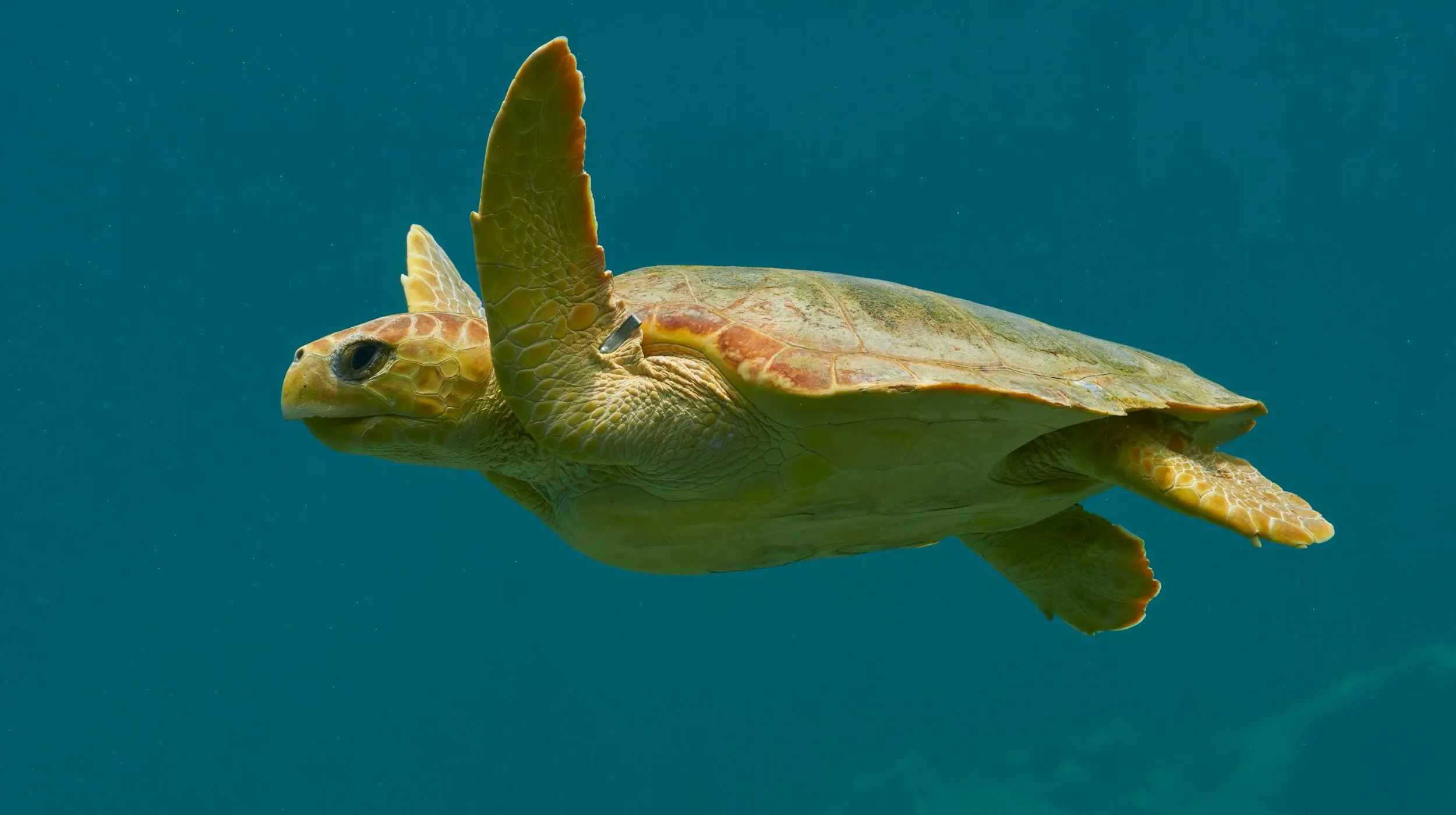 Tortue nageant dans des eaux cristallines, un spectacle apaisant et enchanteur.
