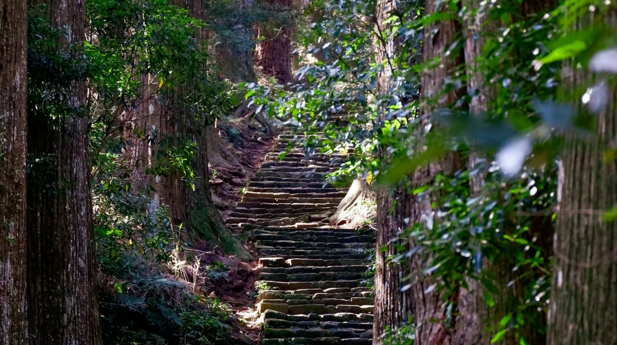 Sentier enchanteur au milieu d'une forêt luxuriante, invitant à l'exploration.