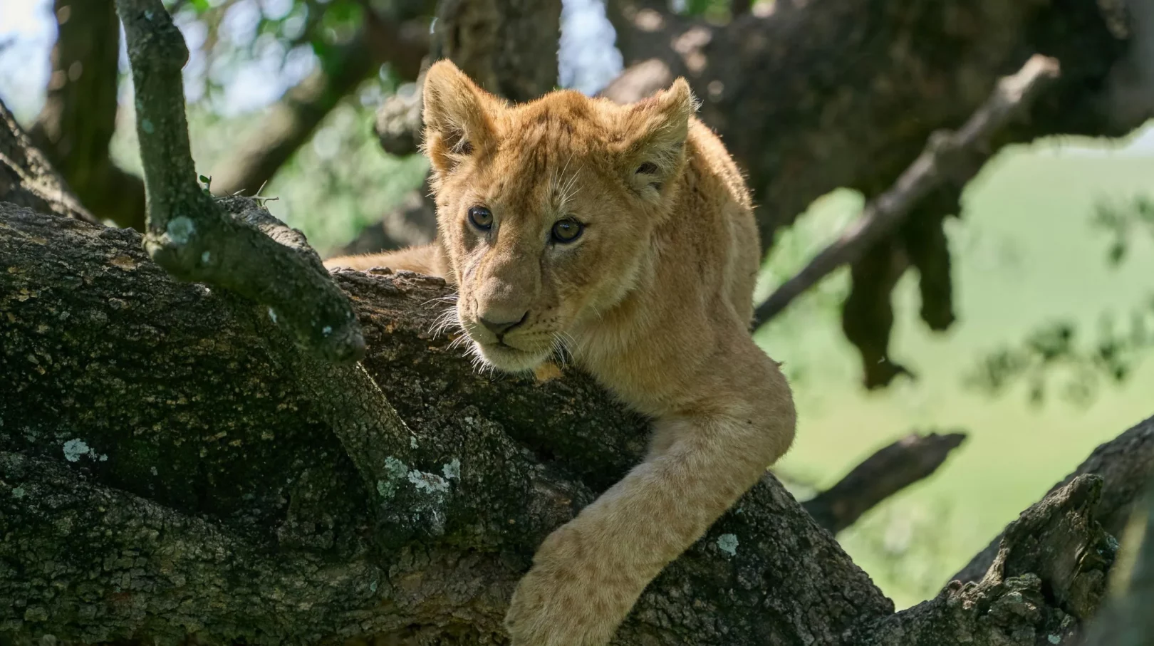 Lionceau allongé sur une branche dans la savane tanzanienne