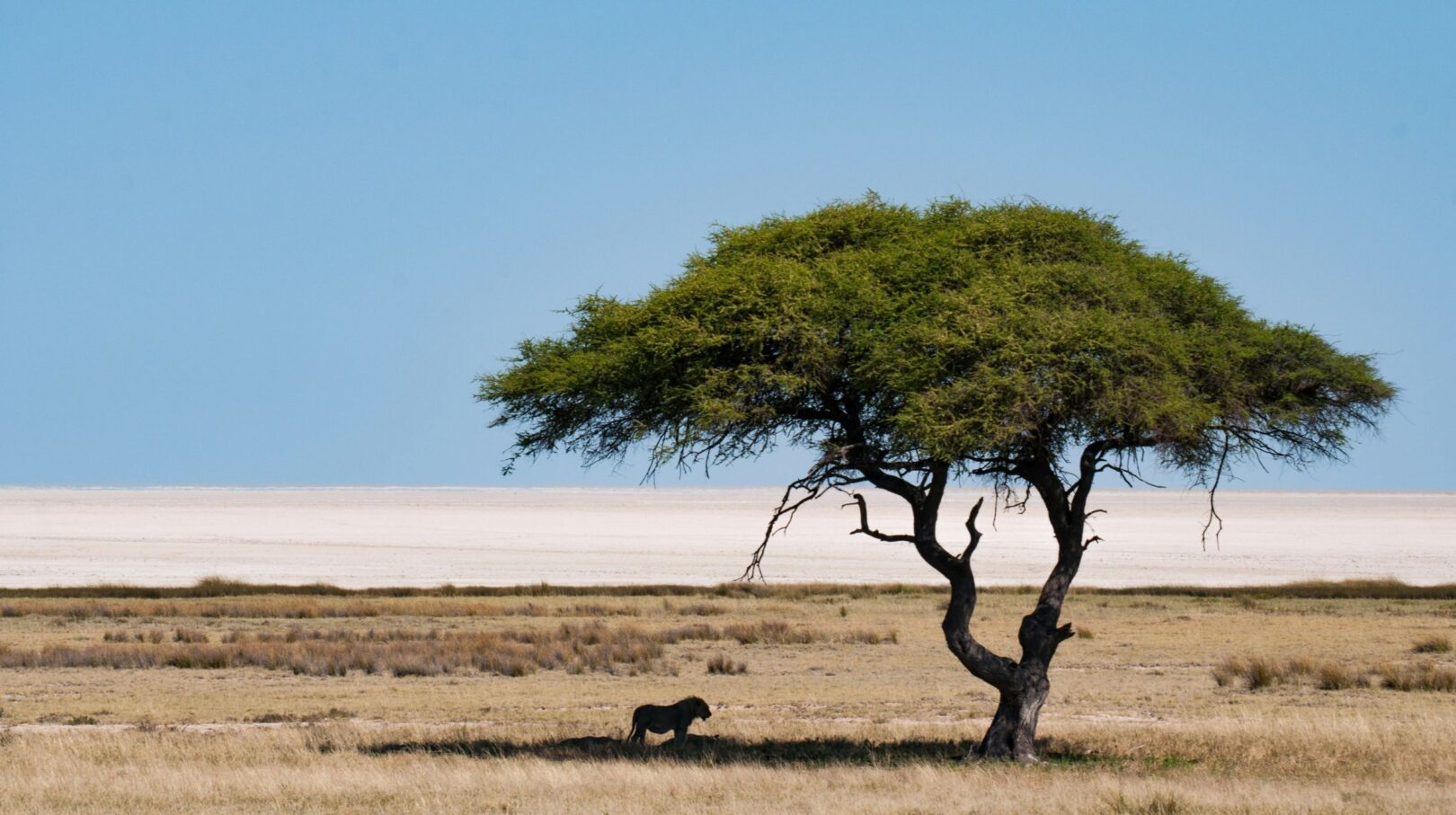  Lion se reposant à l’ombre d’un acacia dans la savane du parc national de Makgadikgadi, Botswana