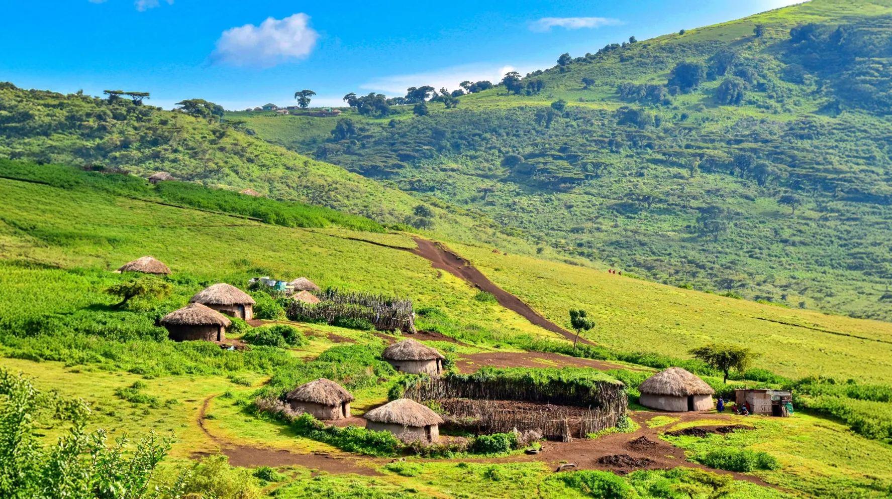 Village traditionnel massaï avec huttes aux toits de chaume dans le cratère verdoyant du N’gorongoro, un site naturel exceptionnel classé au patrimoine mondial de l’UNESCO.