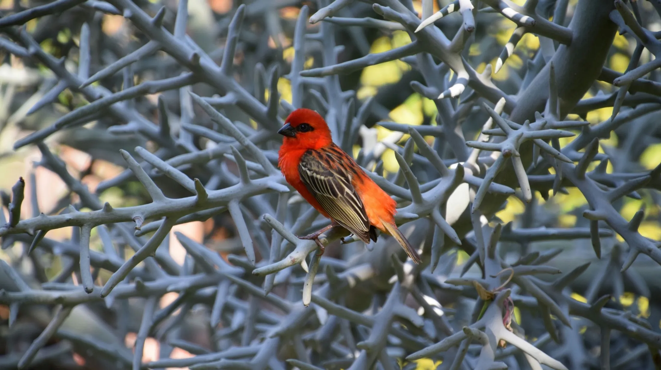 oiseau dans un arbre à l ile maurice 