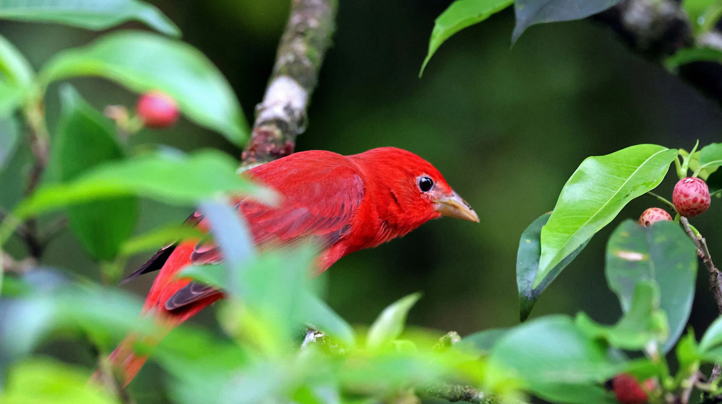 oiseau rouge dans les arbres aux seychelles