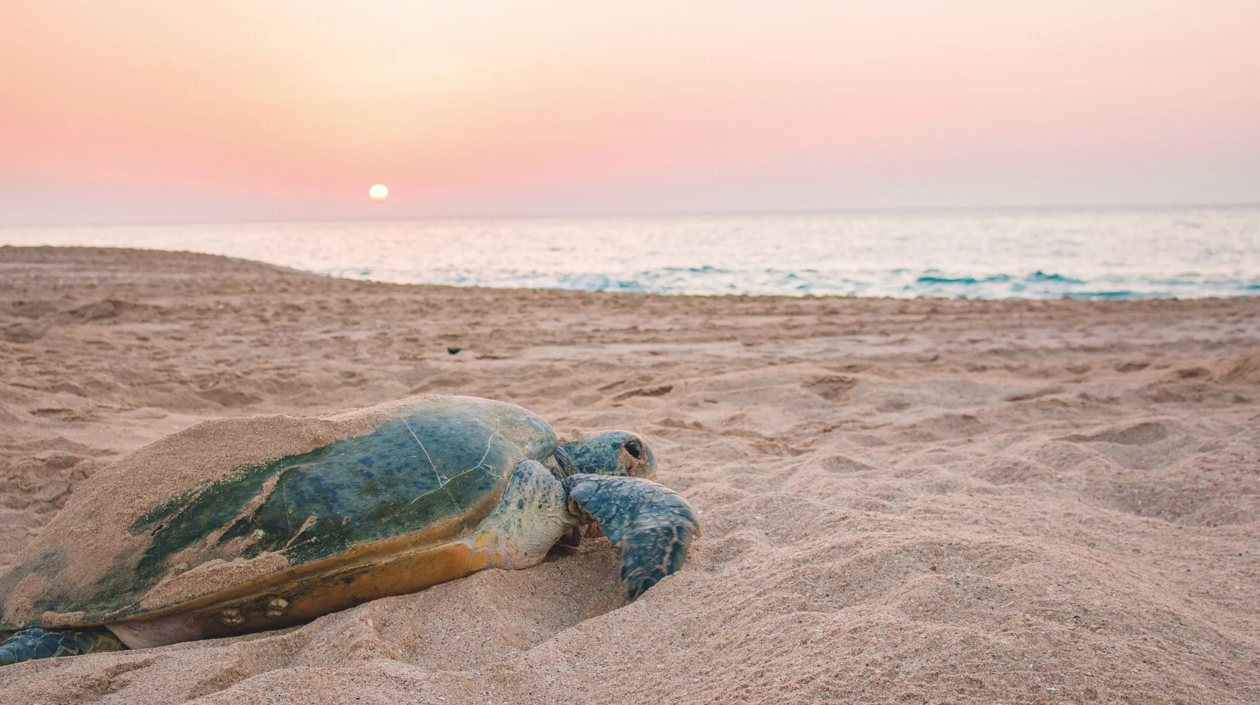 tortue sur la plage à oman au coucher de soleil