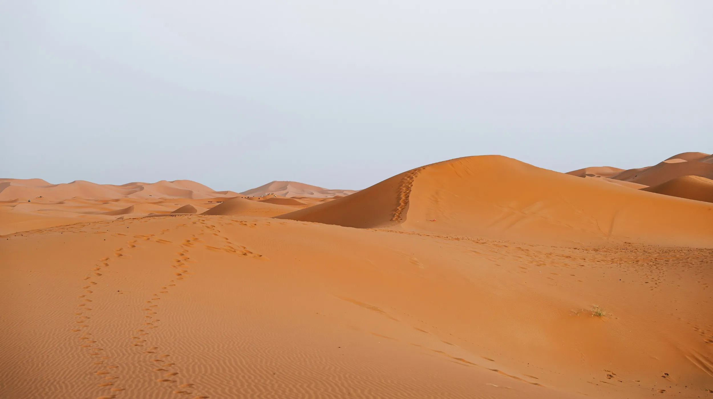 Dunes de sable doré, désertwahiba sansds à oman — paysage spectaculaire et apaisant.