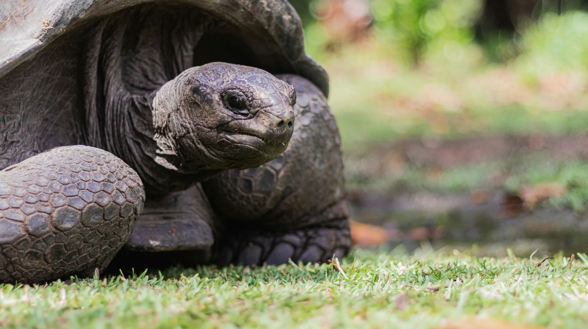 tortue géante des seychelley