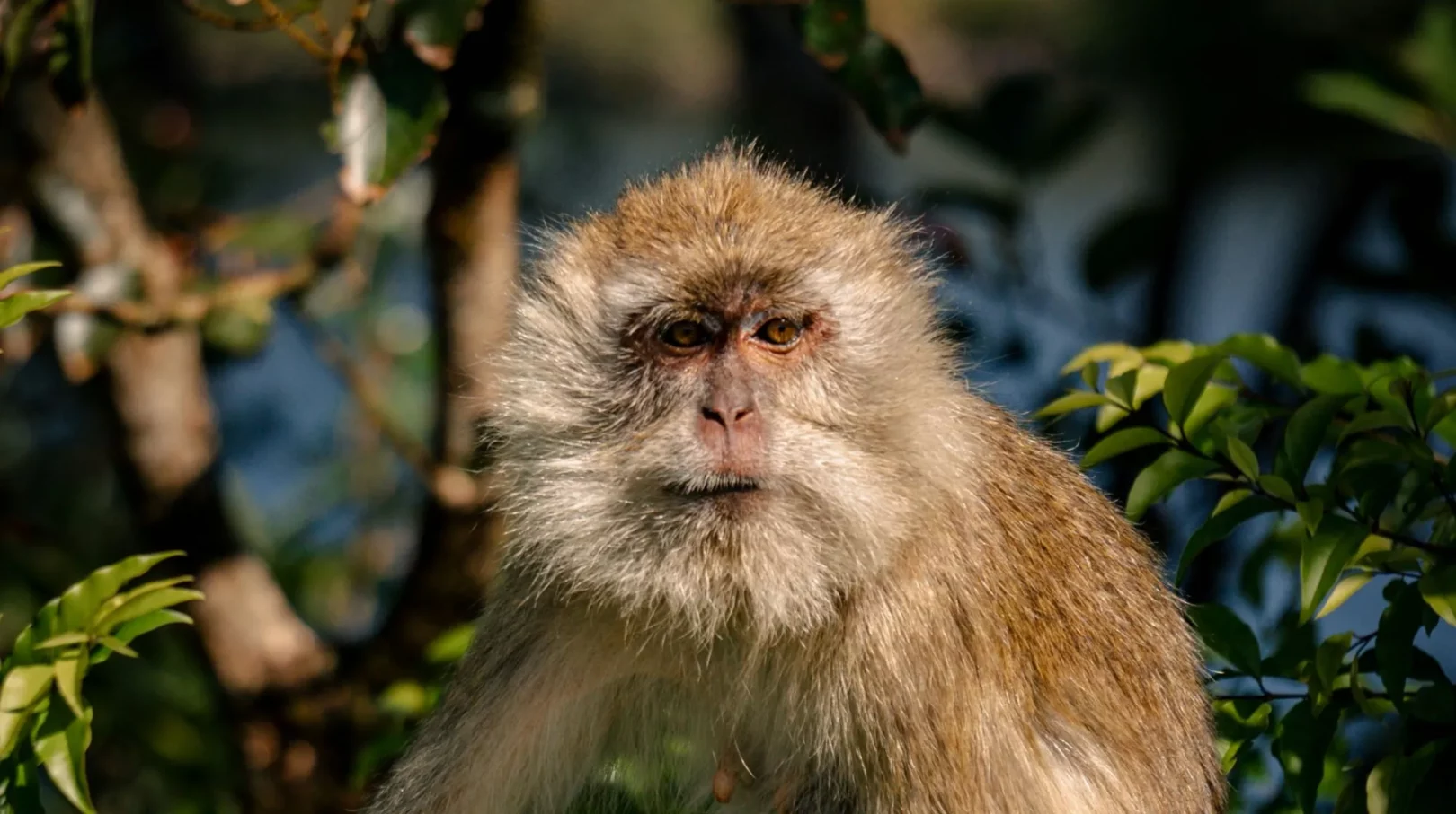 singe vue de face à l'ile maurice