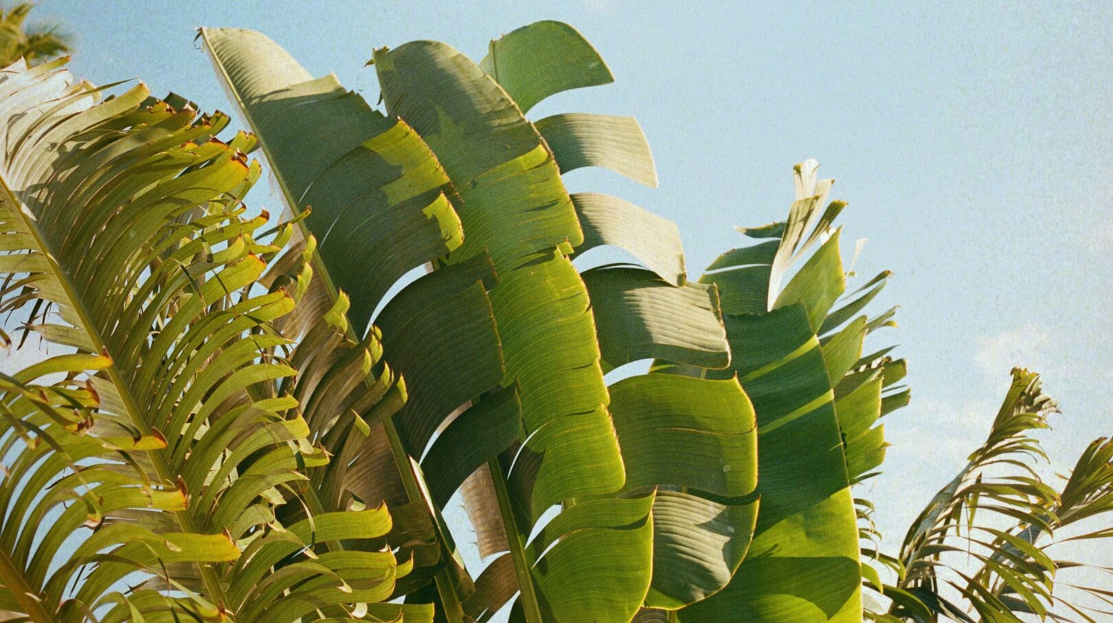 Feuilles luxuriantes sous un ciel bleu, évoquant une ambiance tropicale et apaisante durant des vacances au soleil.