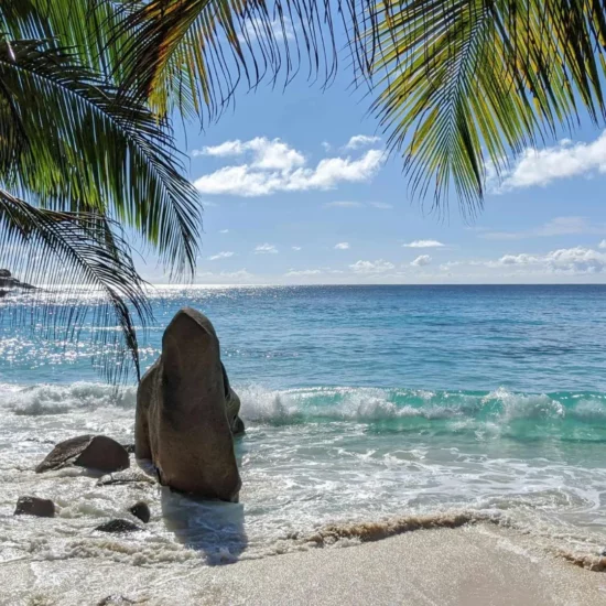 plage des seychelles et palmiers