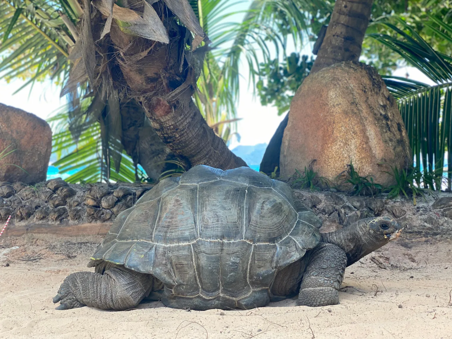Tortue géante sur une plage paradisiaque aux Seychelles, entourée de palmiers et de rochers.
