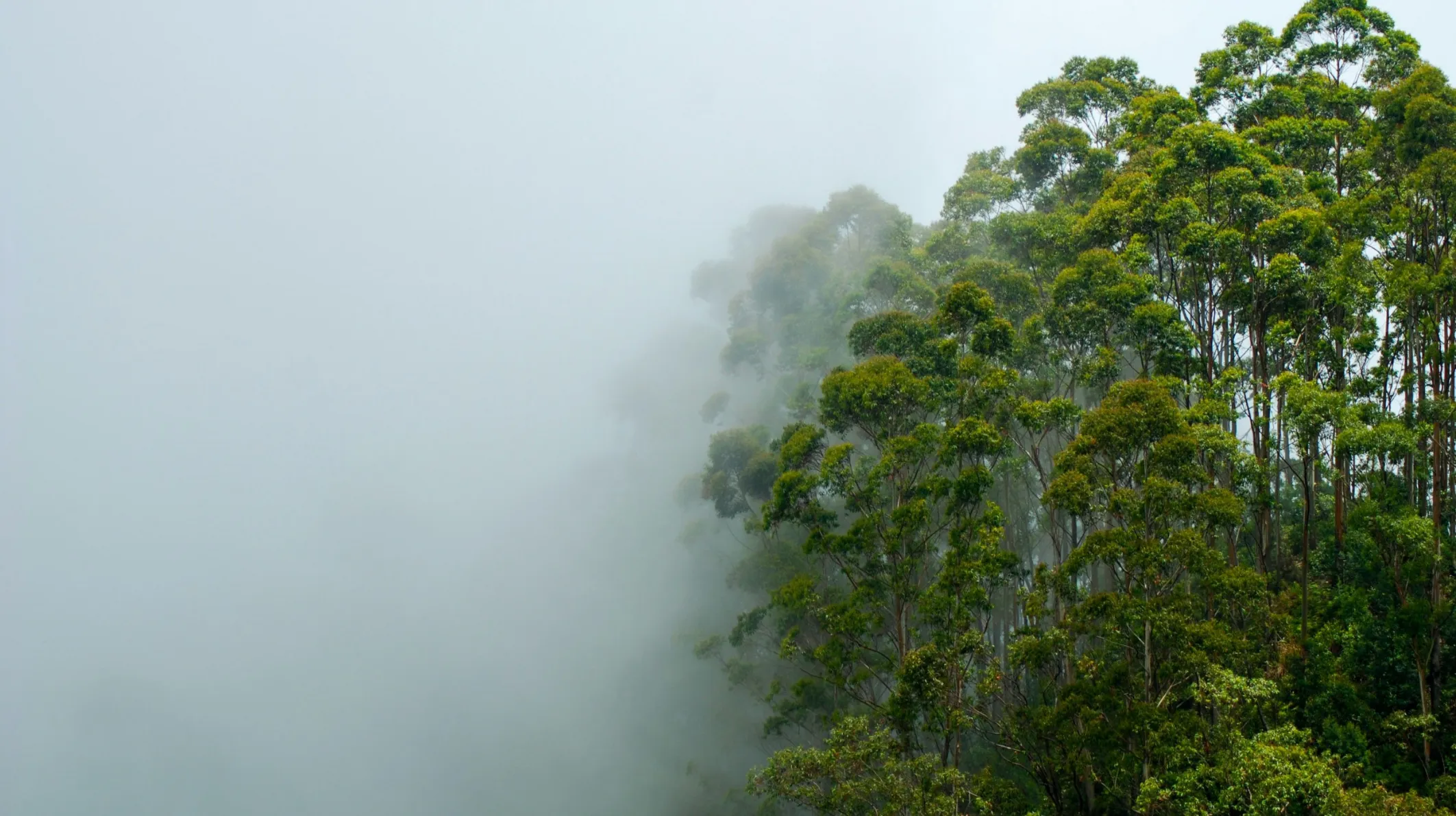 Forêt luxuriante et brumeuse — une scène apaisante et mystérieuse.