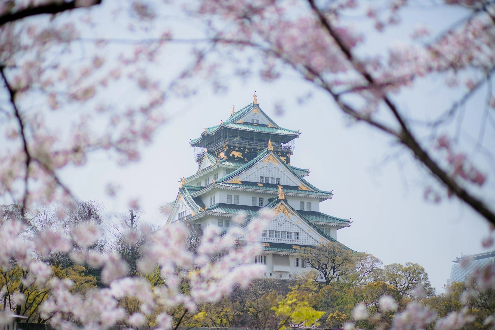 Osaka, Japon — un château majestueux entouré de cerisiers en fleurs, créant une scène idyllique.