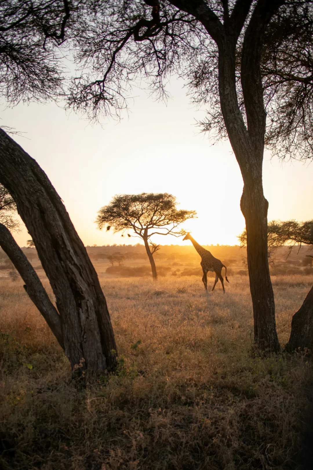 Giraffe dans un paysage sauvage au coucher du soleil, offrant une scène époustouflante et mémorable.