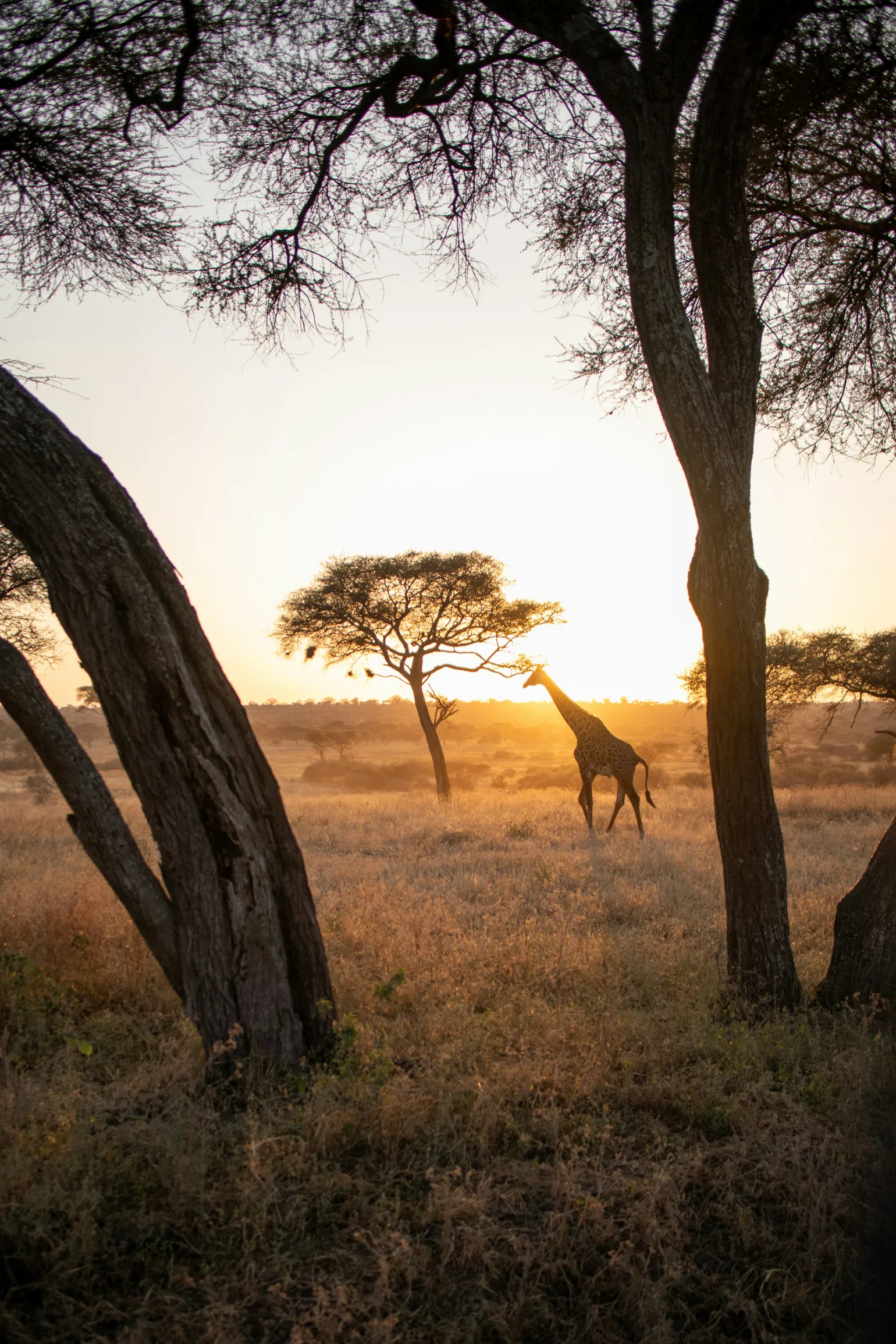 Giraffe dans un paysage sauvage au coucher du soleil, offrant une scène époustouflante et mémorable.