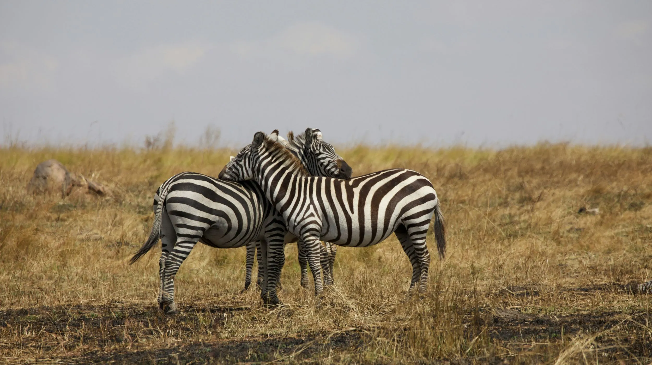 Deux zèbres se reposant côte à côte dans la savane africaine, photographiés dans un parc national en Tanzanie, illustrant la richesse de la faune lors des safaris à Tarangire, Manyara et Serengeti.