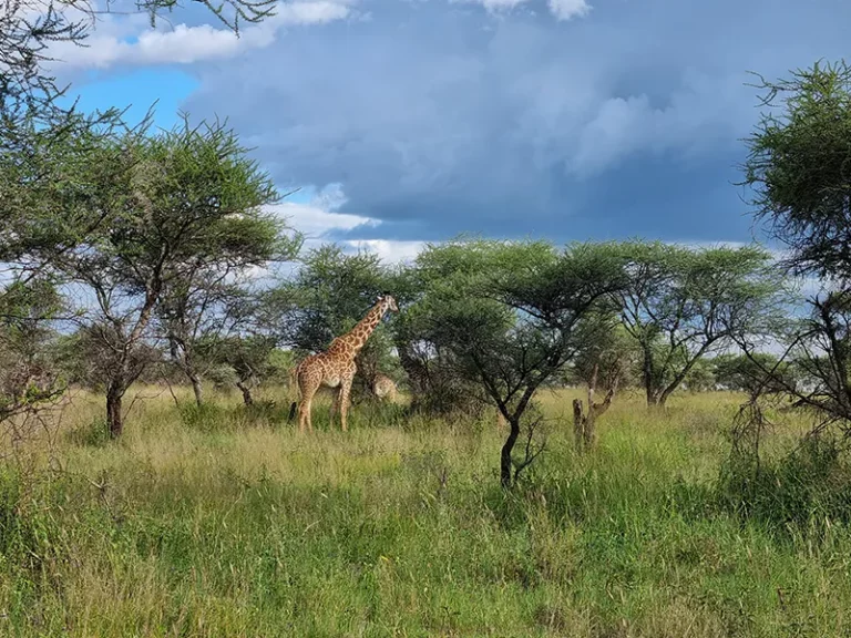 Giraffe majestueuse dans une savane verdoyante, sous un ciel nuageux, ambiance sauvage et préservée.