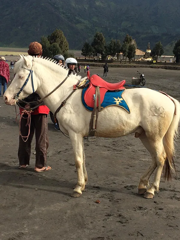 Un cheval blanc avec une selle colorée, entouré de visiteurs dans un paysage sauvage et pittoresque.