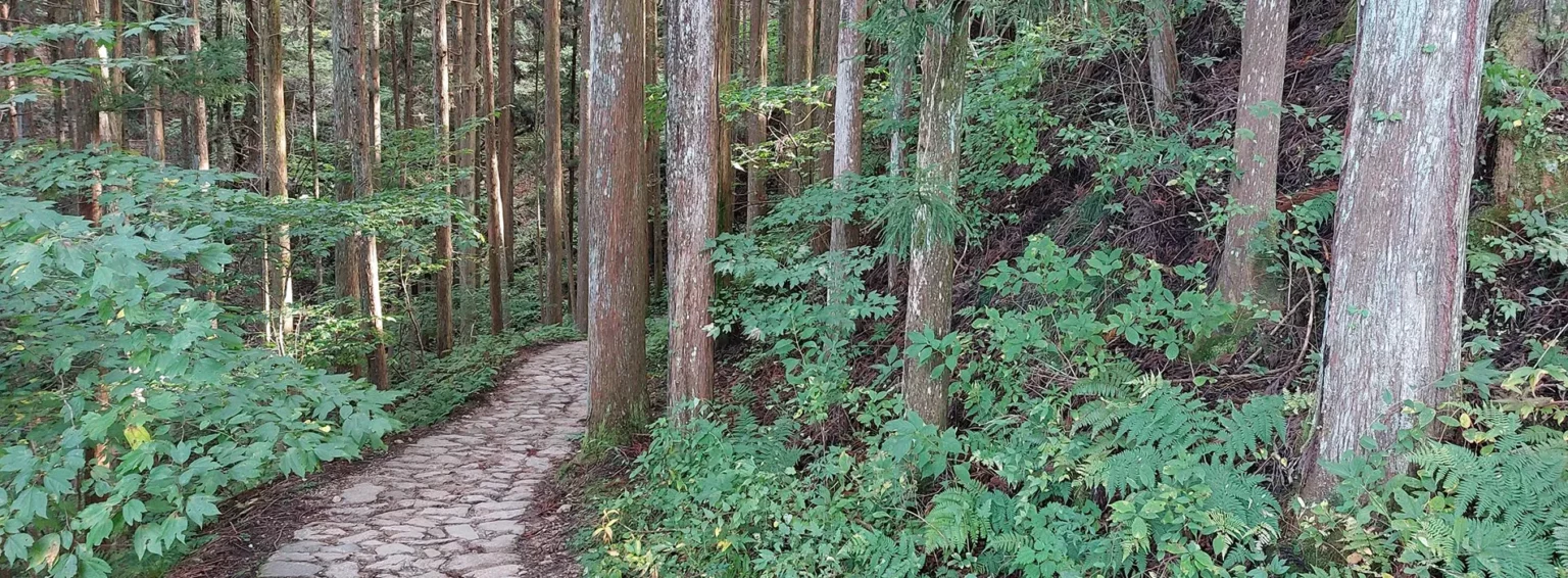 Forêt japonaise durant un trek