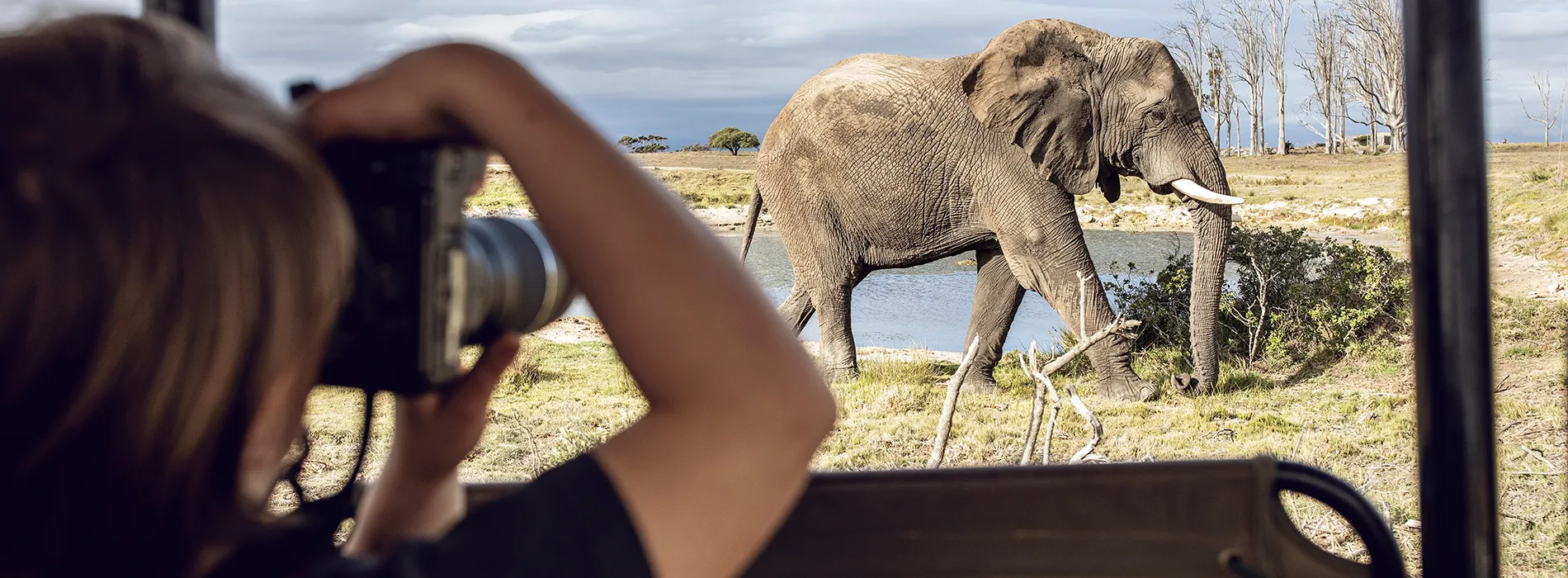 Observation d'un éléphant majestueux dans la savane, Afrique du Sud — expérience sauvage et mémorable.