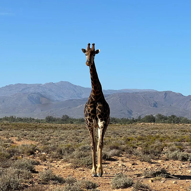Giraffe majestueuse dans un paysage sauvage, Afrique du Sud — une scène époustouflante sous un ciel bleu.