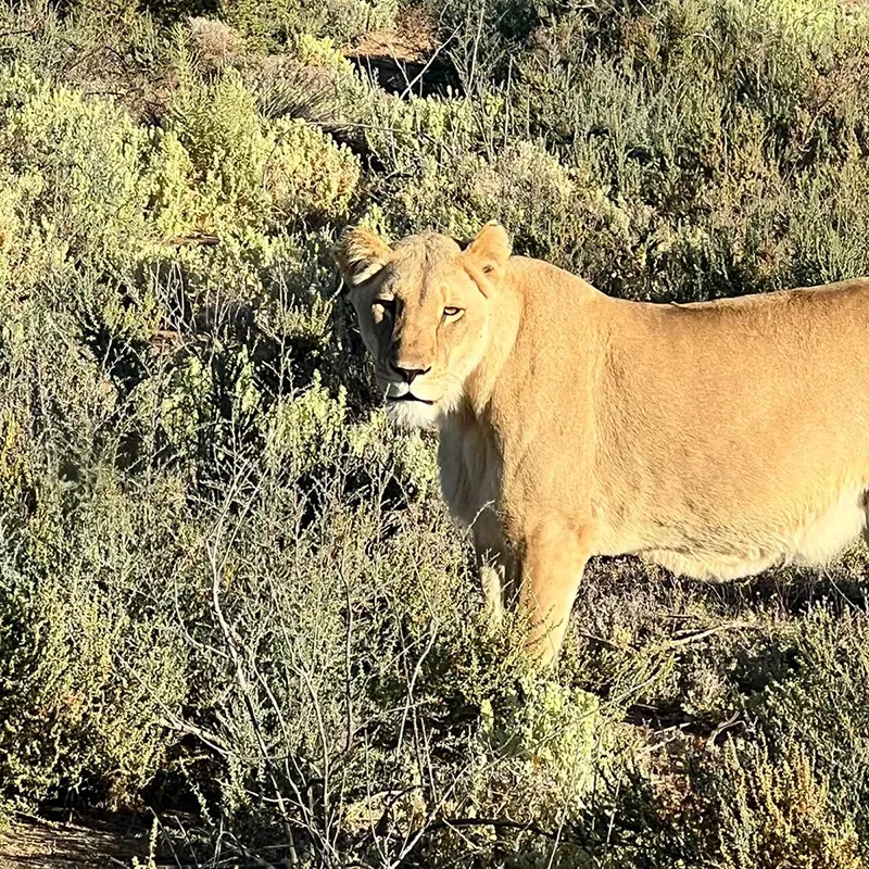 Lionne majestueuse dans un environnement sauvage et préservé, Afrique du Sud.