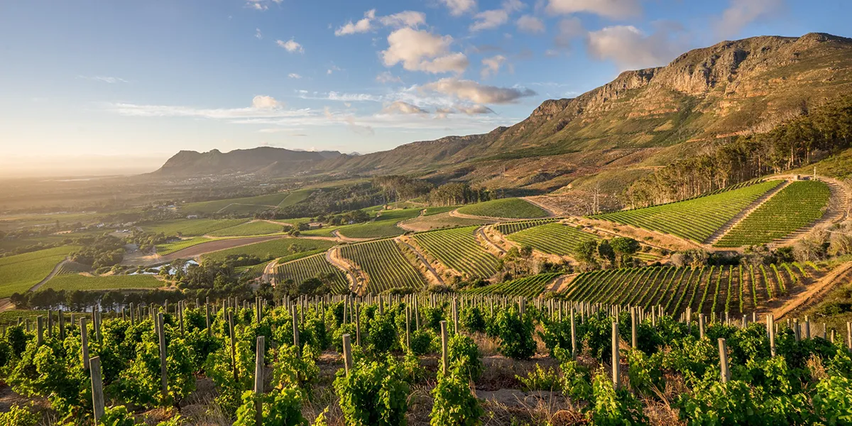 Vignobles verdoyants et collines majestueuses sous un ciel lumineux, créant un paysage enchanteur.