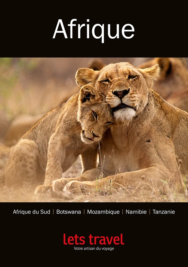 Lionnes et leurs petits, Afrique — une scène émouvante et sauvage de la vie animale.