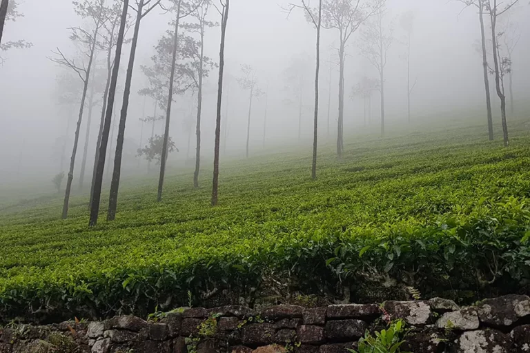 Champs de thé luxuriants et arbres majestueux dans un paysage brumeux, créant une atmosphère envoûtante.