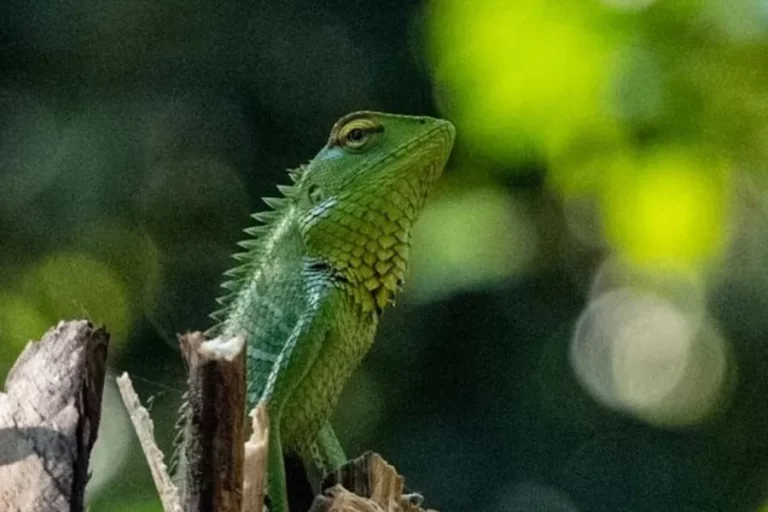 Lézard vert sur une branche, scène tropicale — un moment fascinant dans un environnement luxuriant.