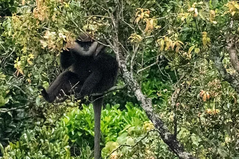 Singes dans les arbres — Une scène sauvage et paisible au cœur de la nature luxuriante.