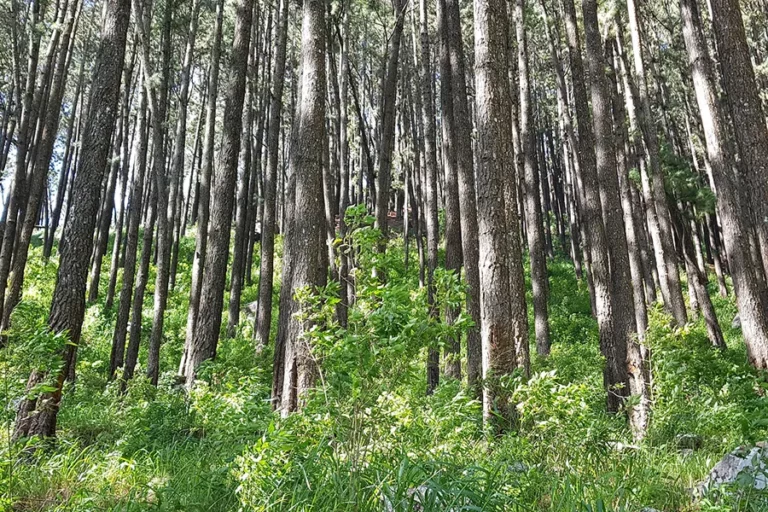 Forêt luxuriante et apaisante, entourée de grands arbres, offrant une expérience naturelle et tranquille.