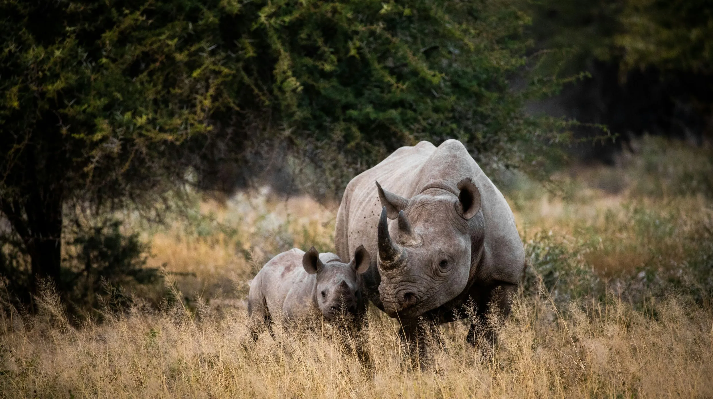 Rhinocéros et son petit dans une savane sauvage, Afrique du Sud — une scène mémorable et fascinante.