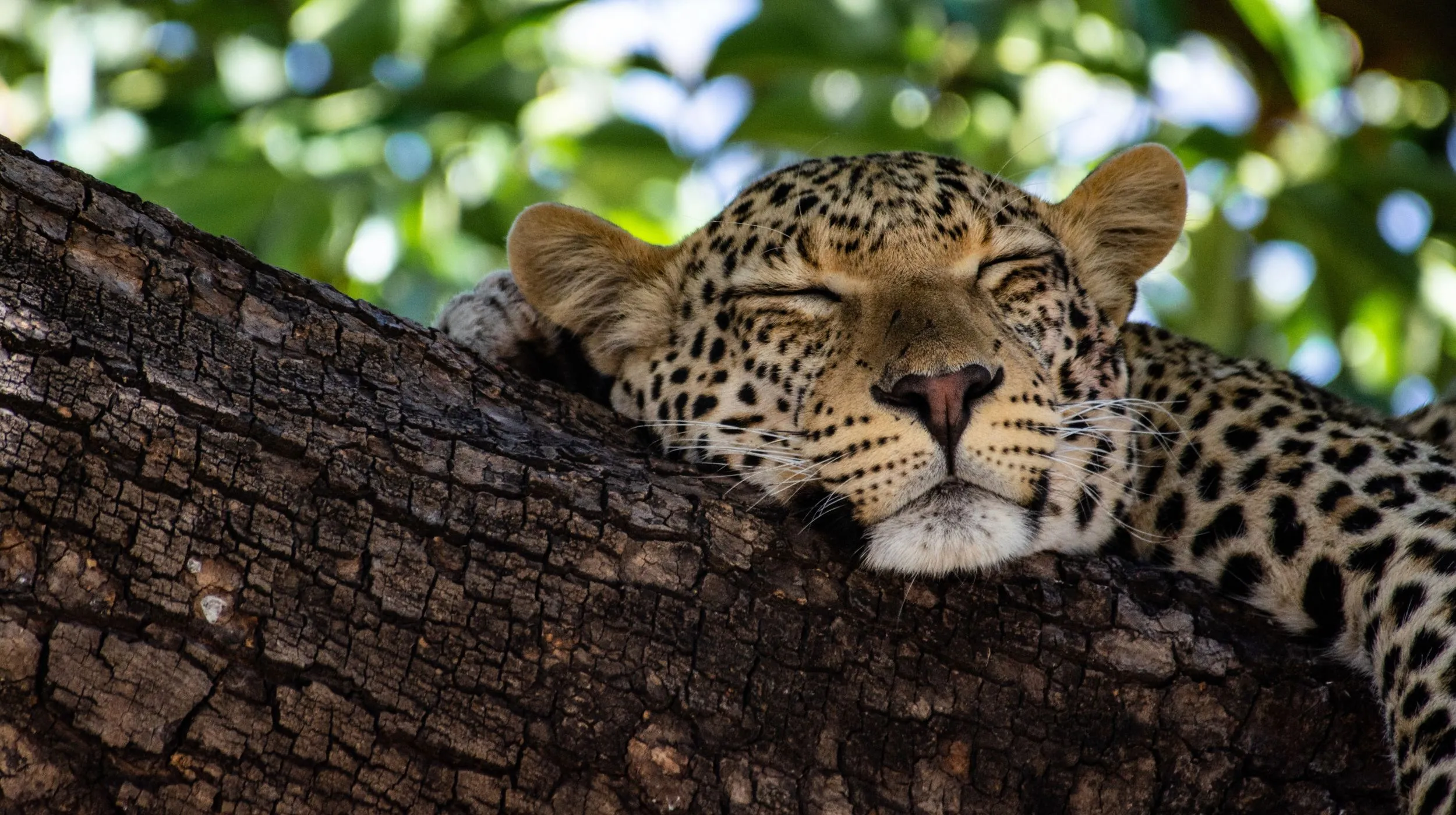 Léopard endormi sur une branche, ambiance paisible et sauvage dans un cadre naturel.