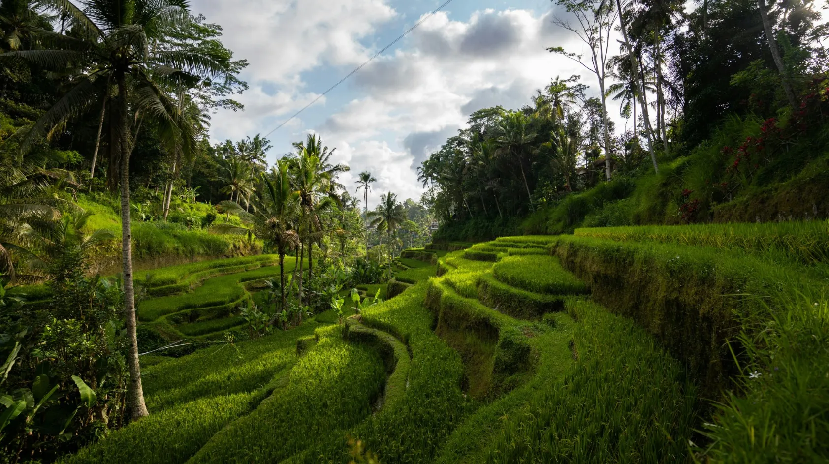 Terrasse de rizières verdoyantes, entourée de palmiers, dans un paysage tropical enchanteur.