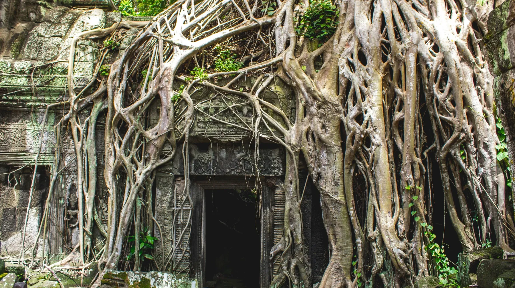 Ruines historiques recouvertes de racines luxuriantes dans un environnement sauvage et apaisant.