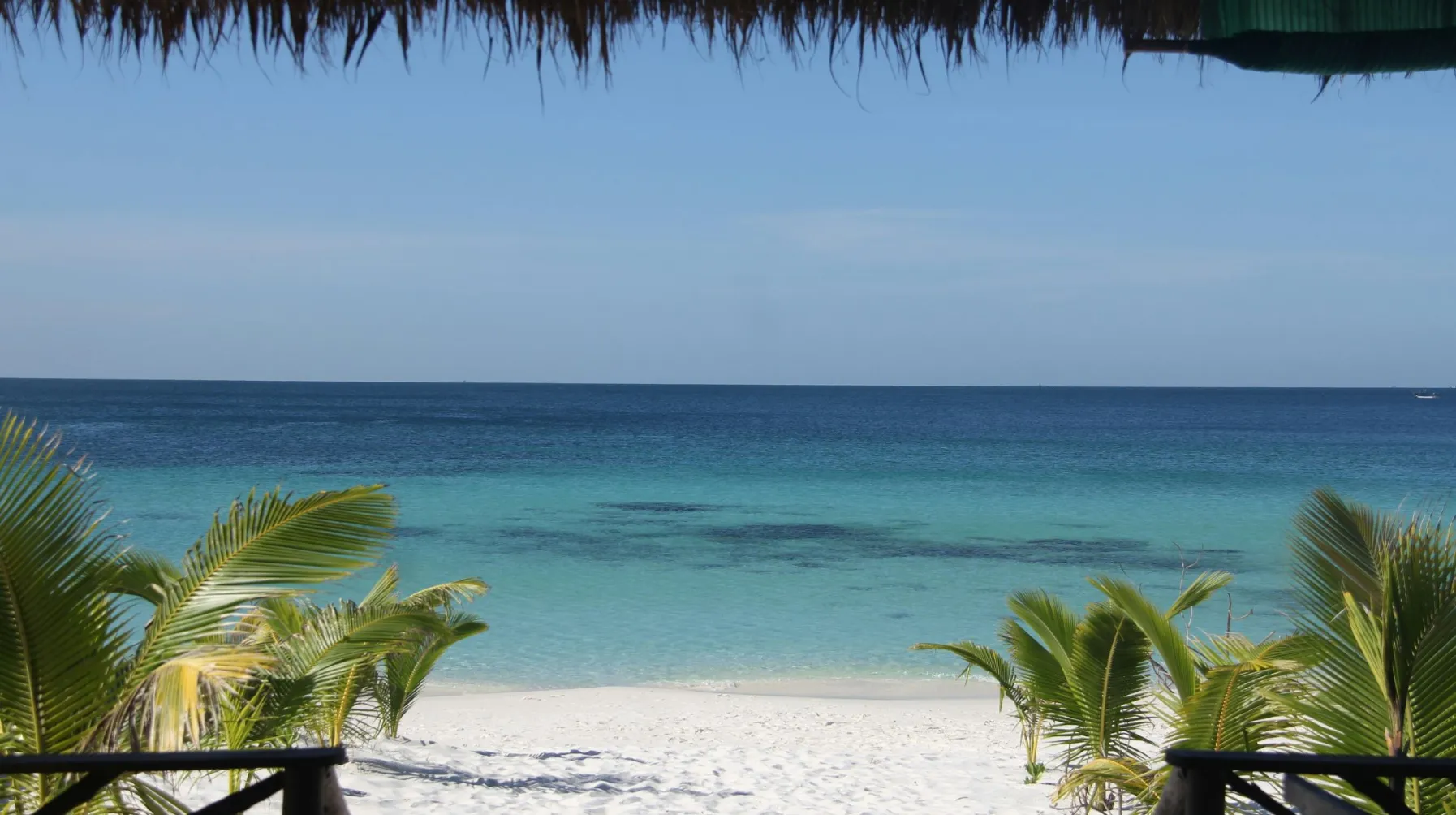 Plage idyllique avec eau turquoise et palmiers, offrant une vue apaisante sur l'horizon.